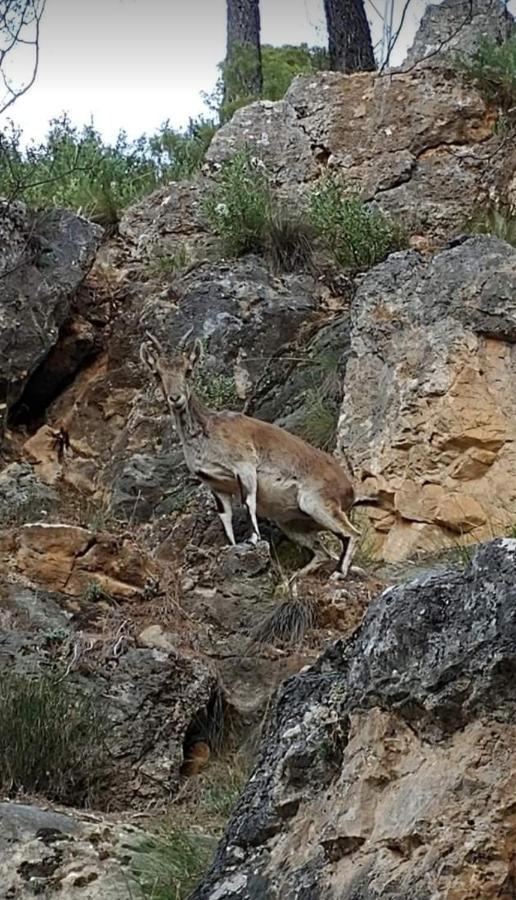 Alojamiento Rural El Penon De 오르노스 외부 사진